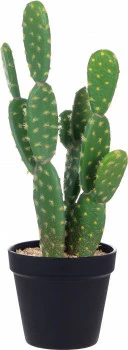 Roślina kaktus 2