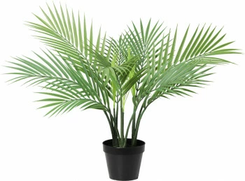 Palma Florino 137 (50cm)